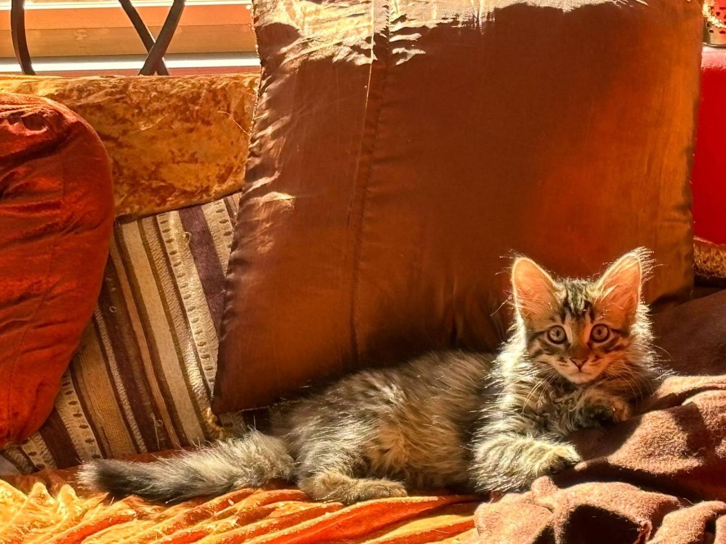 Adotta il gatto Athos a Bologna