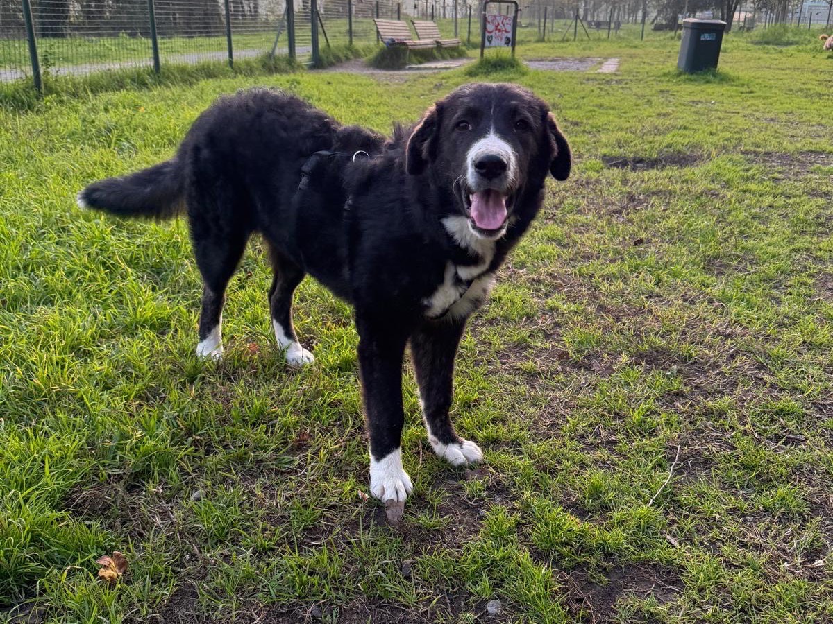 Adotta un cane, femmina, 10 mesi, Milano