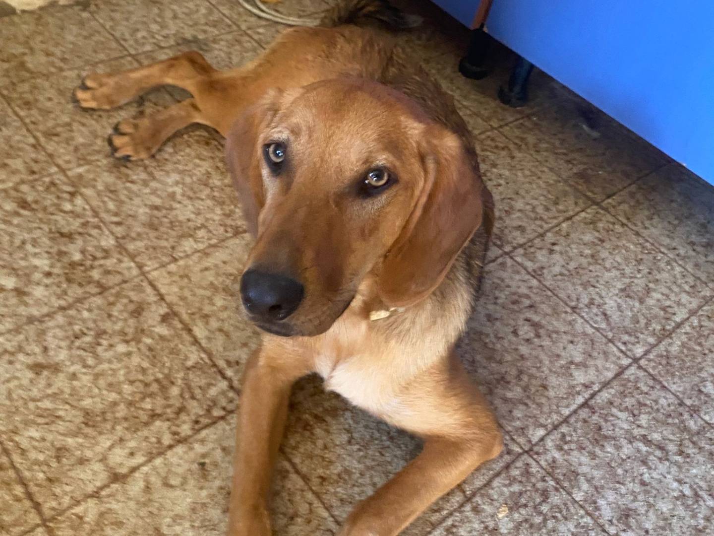 Adotta un cane, femmina, 1 anno e 2 mesi , Frosinone