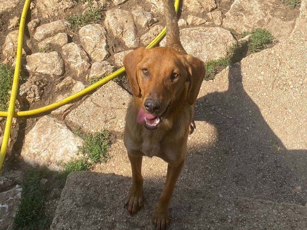 Adotta un cane, taglia media contenuta, femmina, Frosinone