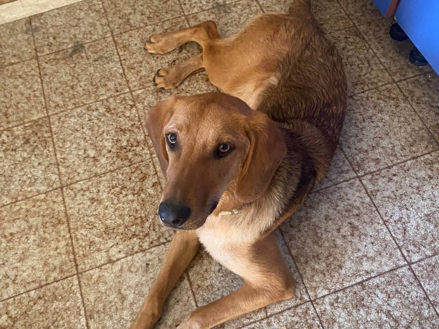 Vuoi adottare un cane a Frosinone?