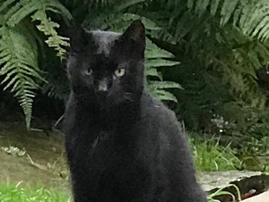 Adotta un gatto, maschio, 5 anni  e 2 mesi , Torino