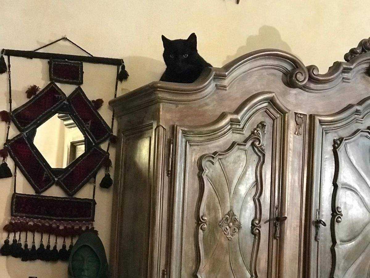 Adotta il gatto Ercole a Torino