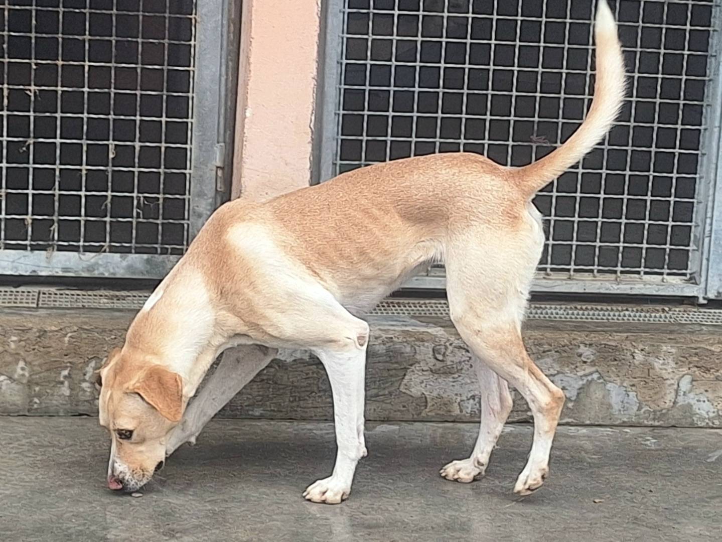Adotta un cane, taglia media, femmina, Teramo
