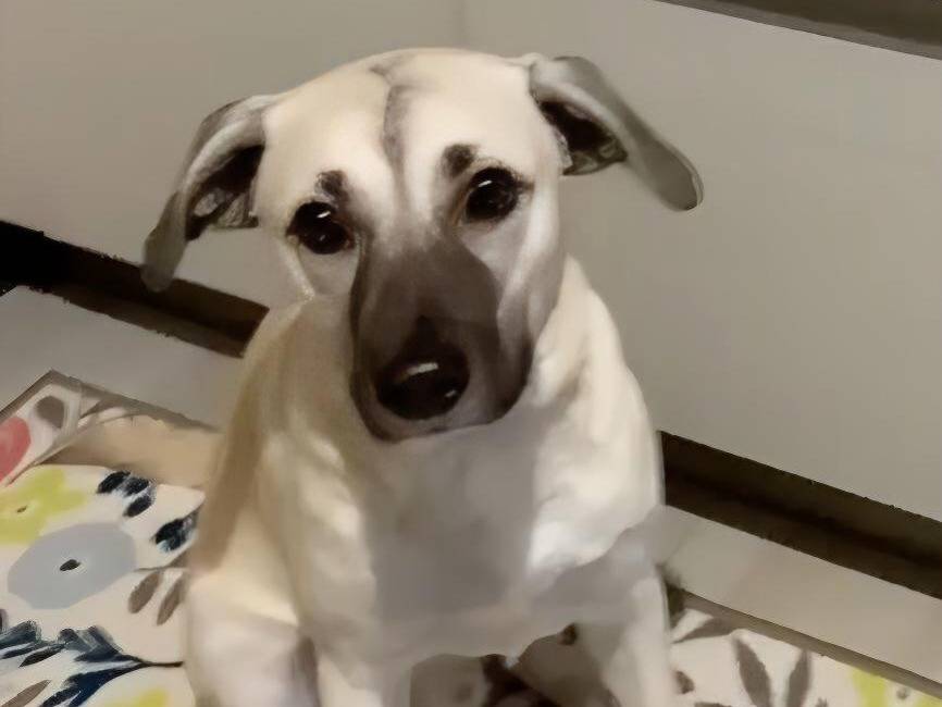 Adotta un cane, maschio, 4 anni  e 8 mesi , Como