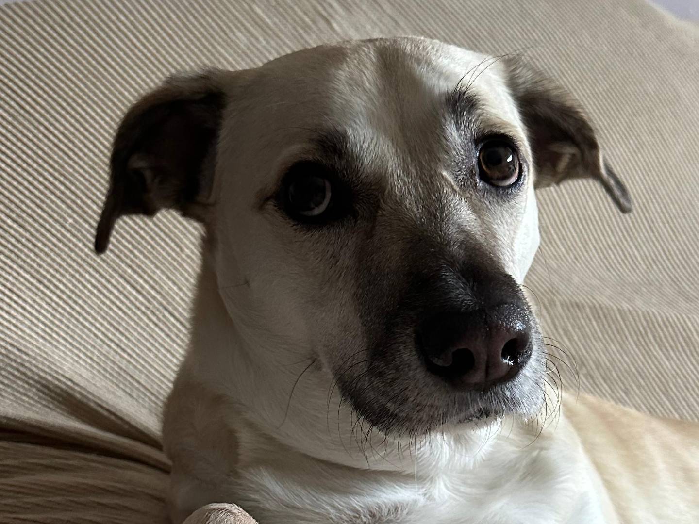 Adotta un cane, taglia media, maschio, Como