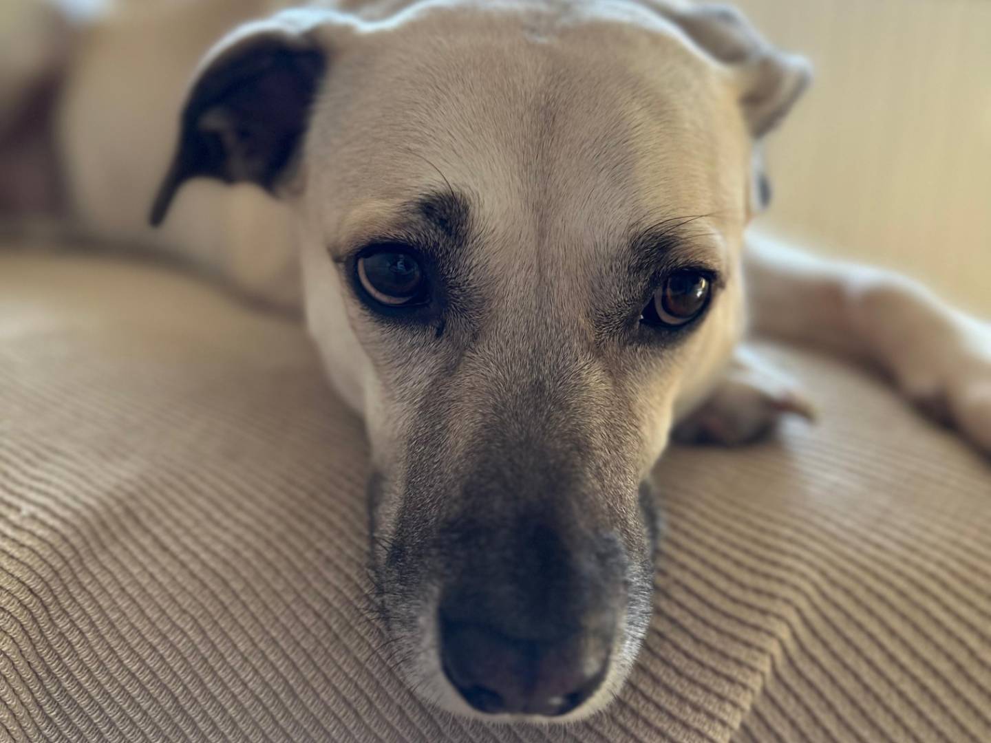 Vuoi adottare un cane a Como?