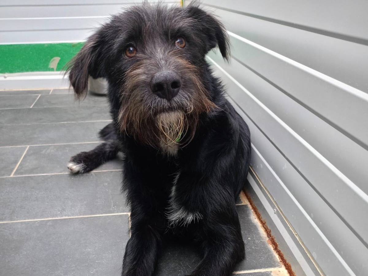 Adozione cane, maschio, Razza sconosciuta Razza sconosciuta, 2 anni e 3 mesi, taglia media, Cosenza