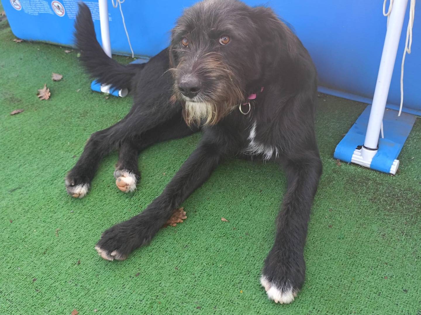 Adotta un cane, maschio, 2 anni e 3 mesi, Cosenza