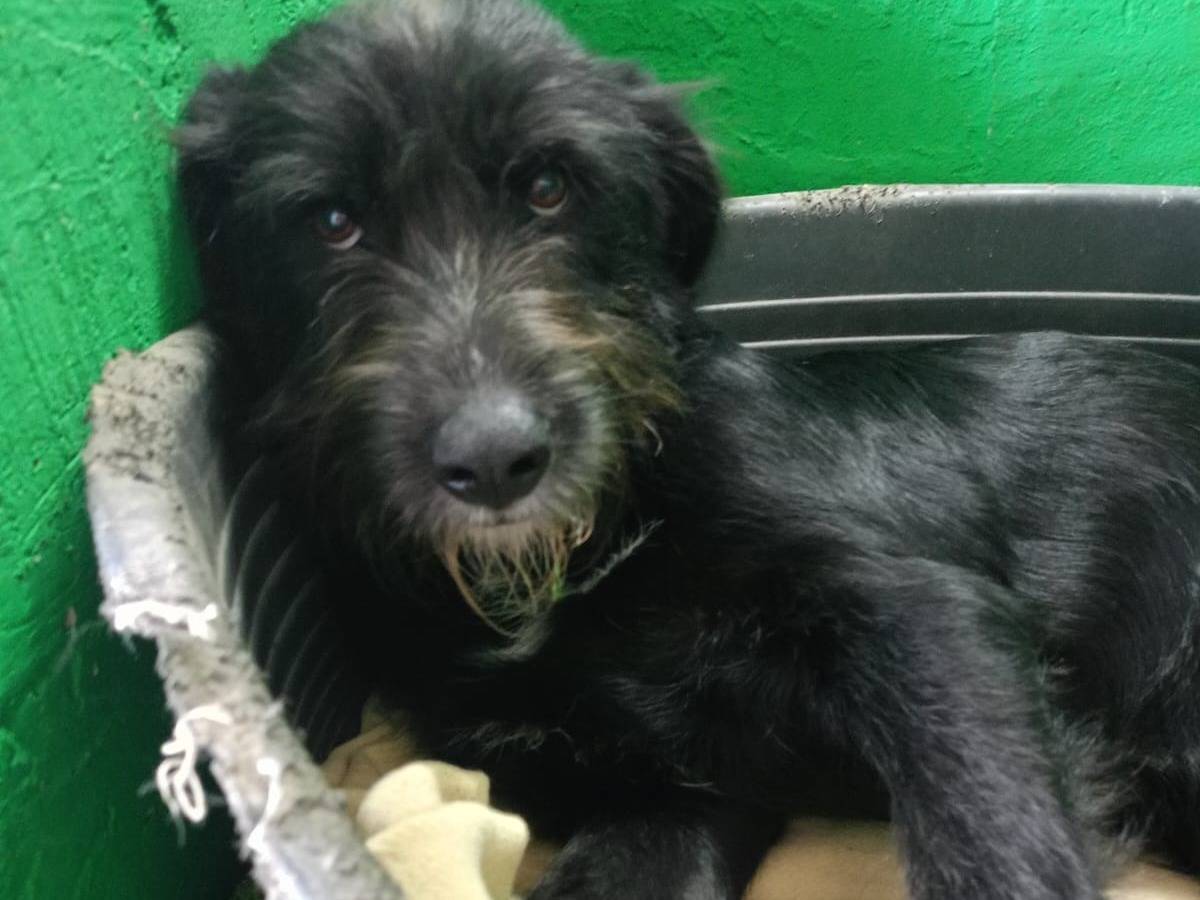 Adotta un cane, taglia media, maschio, Cosenza