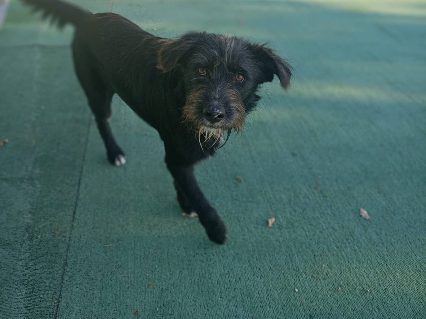 Vuoi adottare un cane a Cosenza?