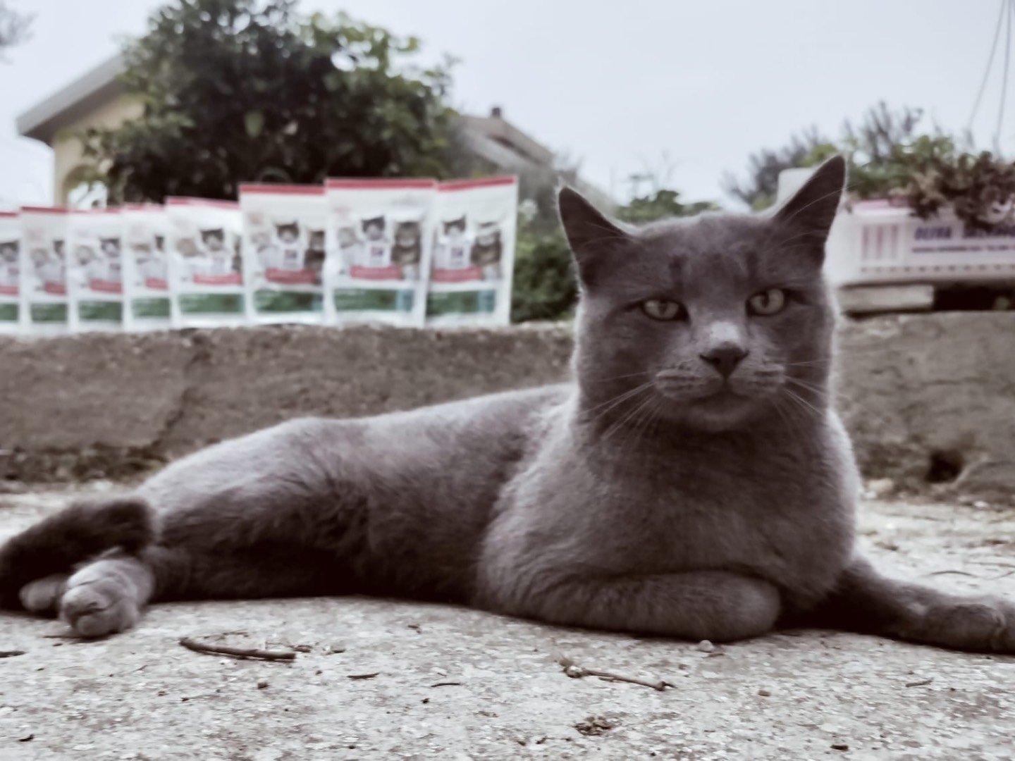 Adozione gatto, maschio, Certosino  Razza sconosciuta, 5 anni e 3 mesi, taglia non valida, Chieti