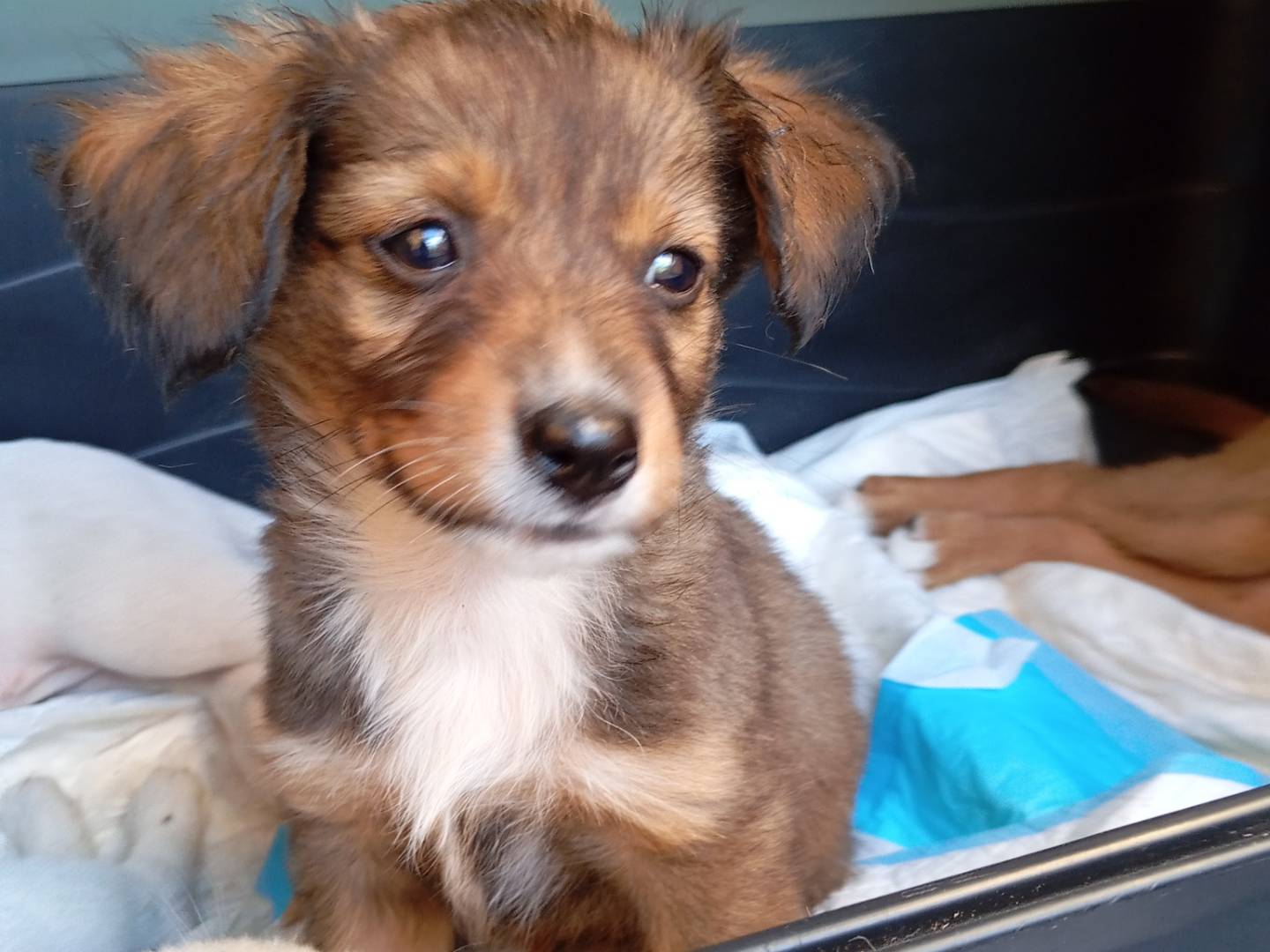 Adozione cane, femmina, Razza sconosciuta Razza sconosciuta, 1 anno, taglia piccola, Frosinone