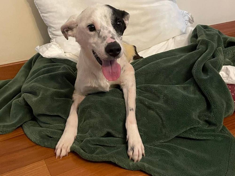 Adotta un cane, maschio, 1 anno e 9 mesi , Bologna
