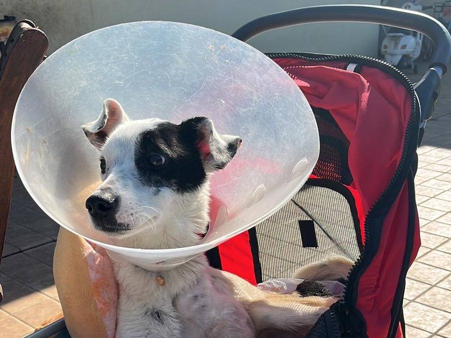 Adotta un cane, taglia piccola, maschio, Bologna