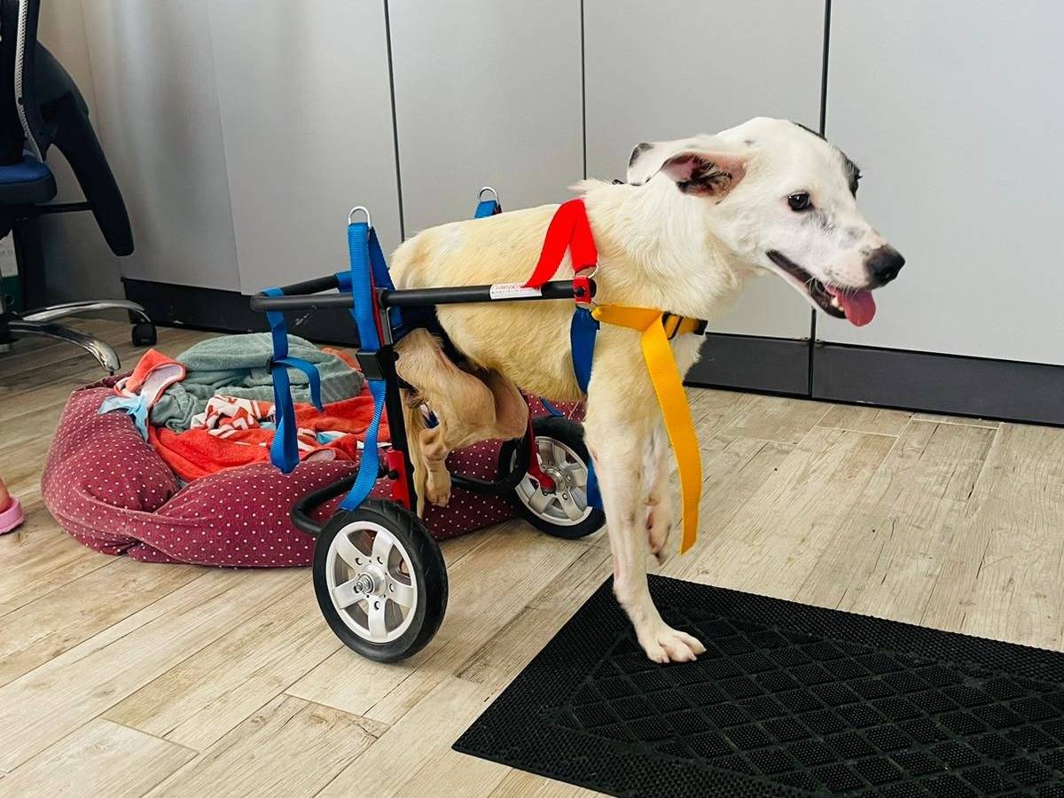 Vuoi adottare un cane a Bologna?