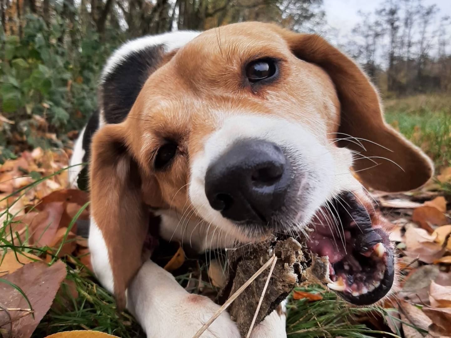 Adotta un cane, taglia media contenuta, maschio, Milano