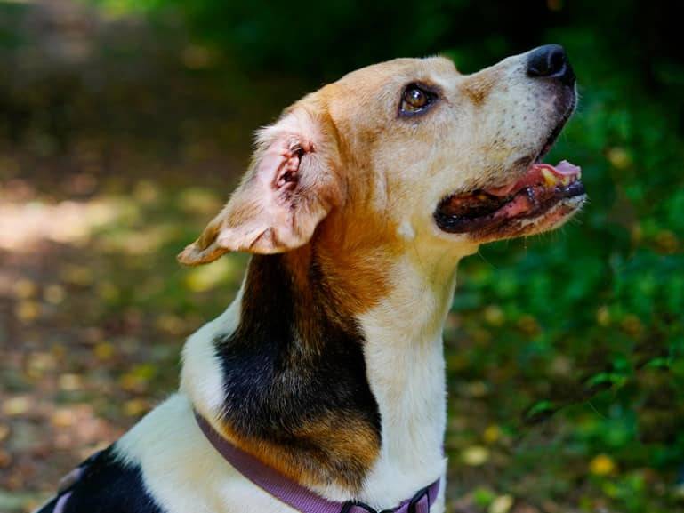 Vuoi adottare un cane a Milano?