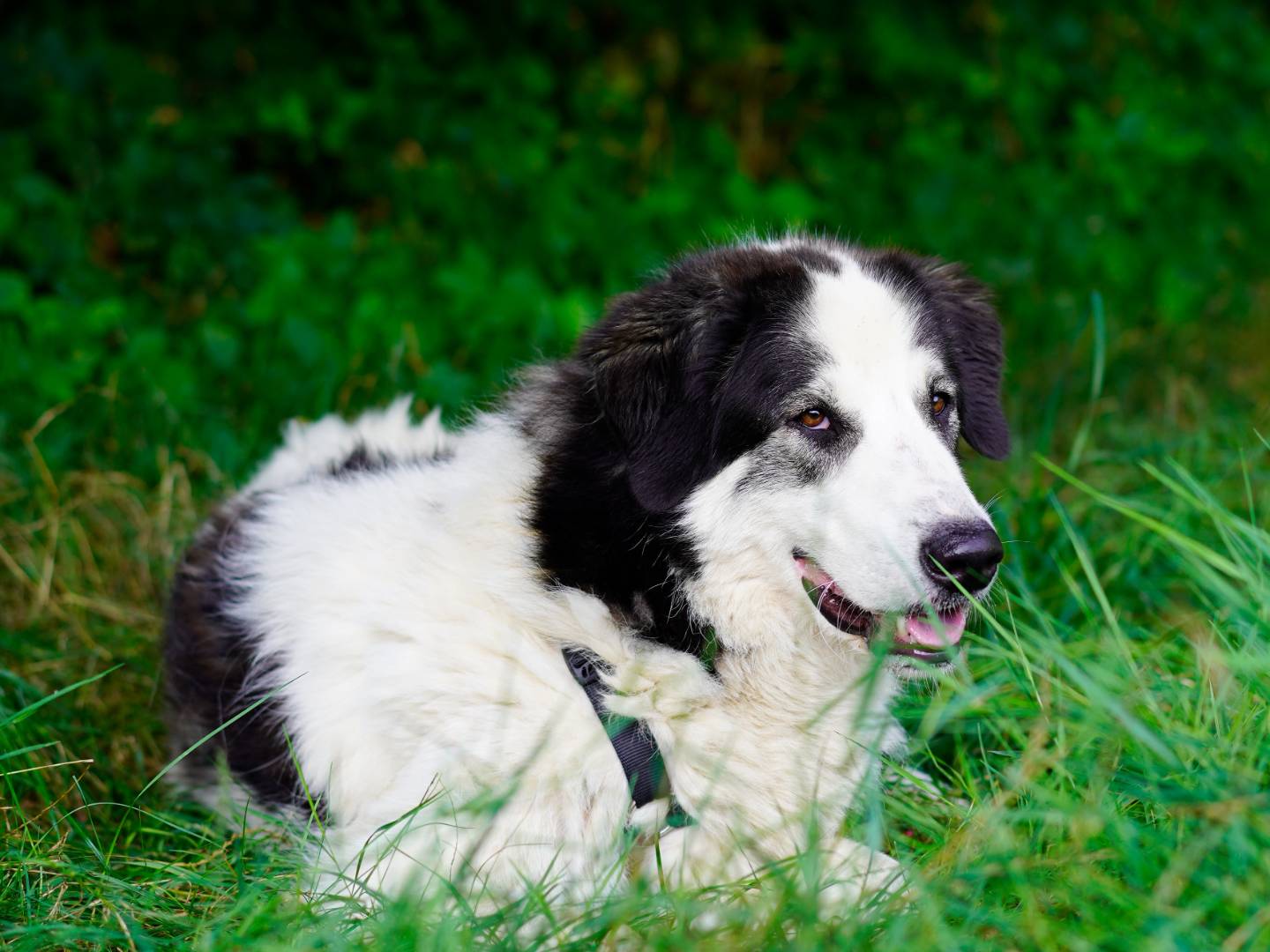 Adotta un cane, maschio, 2 anni  e 8 mesi , Milano