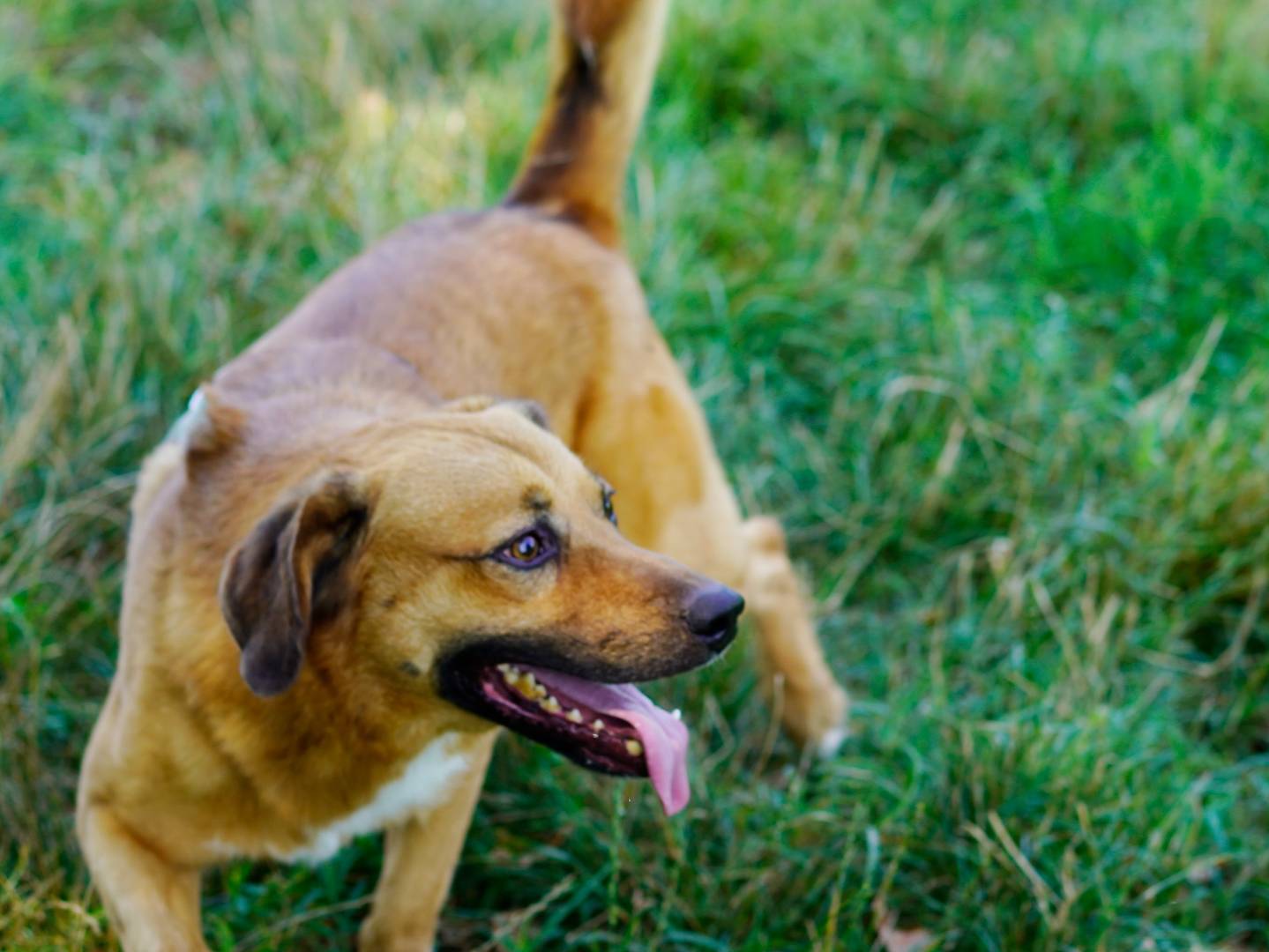Adotta un cane, maschio, 4 anni  e 9 mesi , Milano