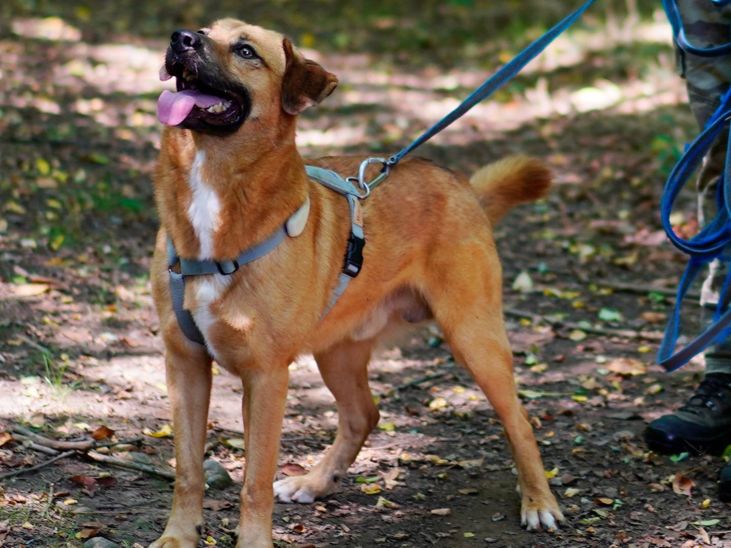 Adotta un cane, taglia media contenuta, maschio, Milano