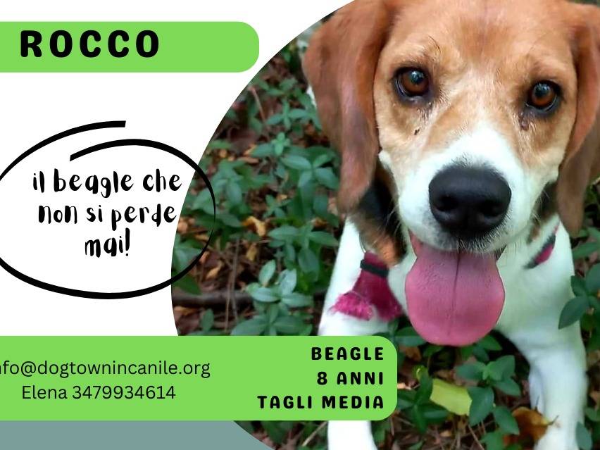 Adotta un cane, maschio, 8 anni  e 9 mesi , Milano