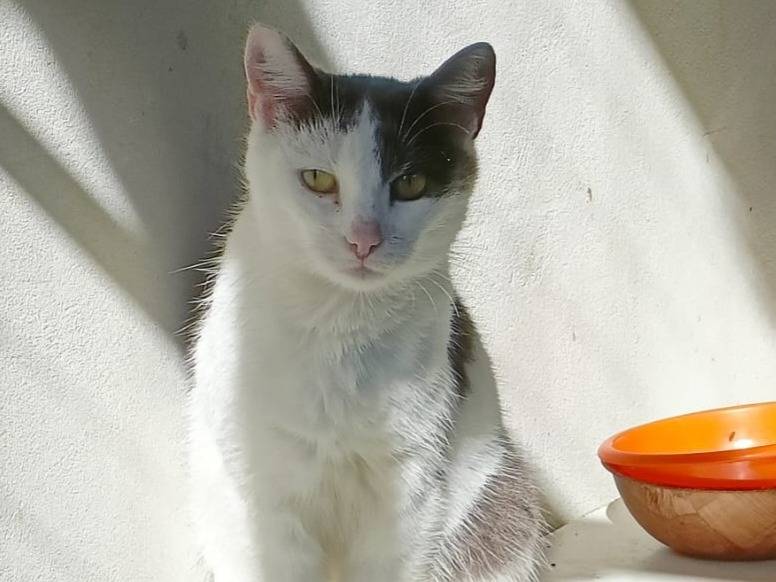 Adotta un gatto, femmina, 1 anno e 6 mesi , Roma