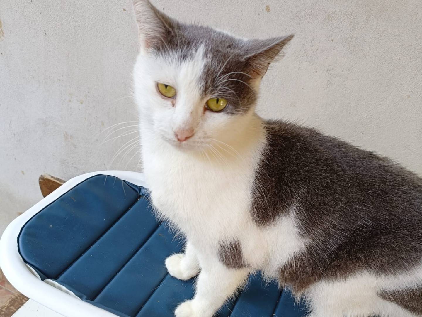 Adotta un gatto, taglia non valida, femmina, Roma