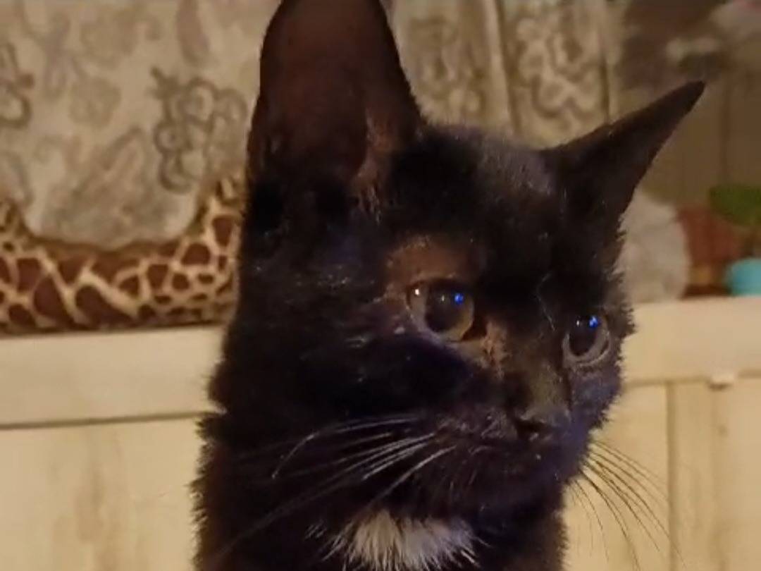 Adozione gatto, femmina, Razza sconosciuta Razza sconosciuta, 2 anni e 2 mesi, taglia non valida, Roma