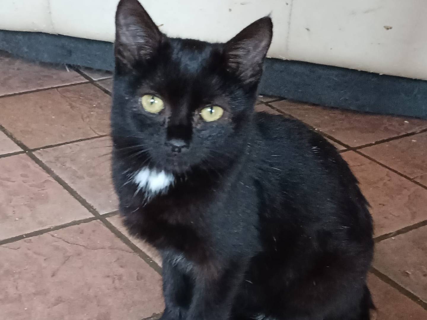 Adotta un gatto, femmina, 2 anni e 2 mesi, Roma