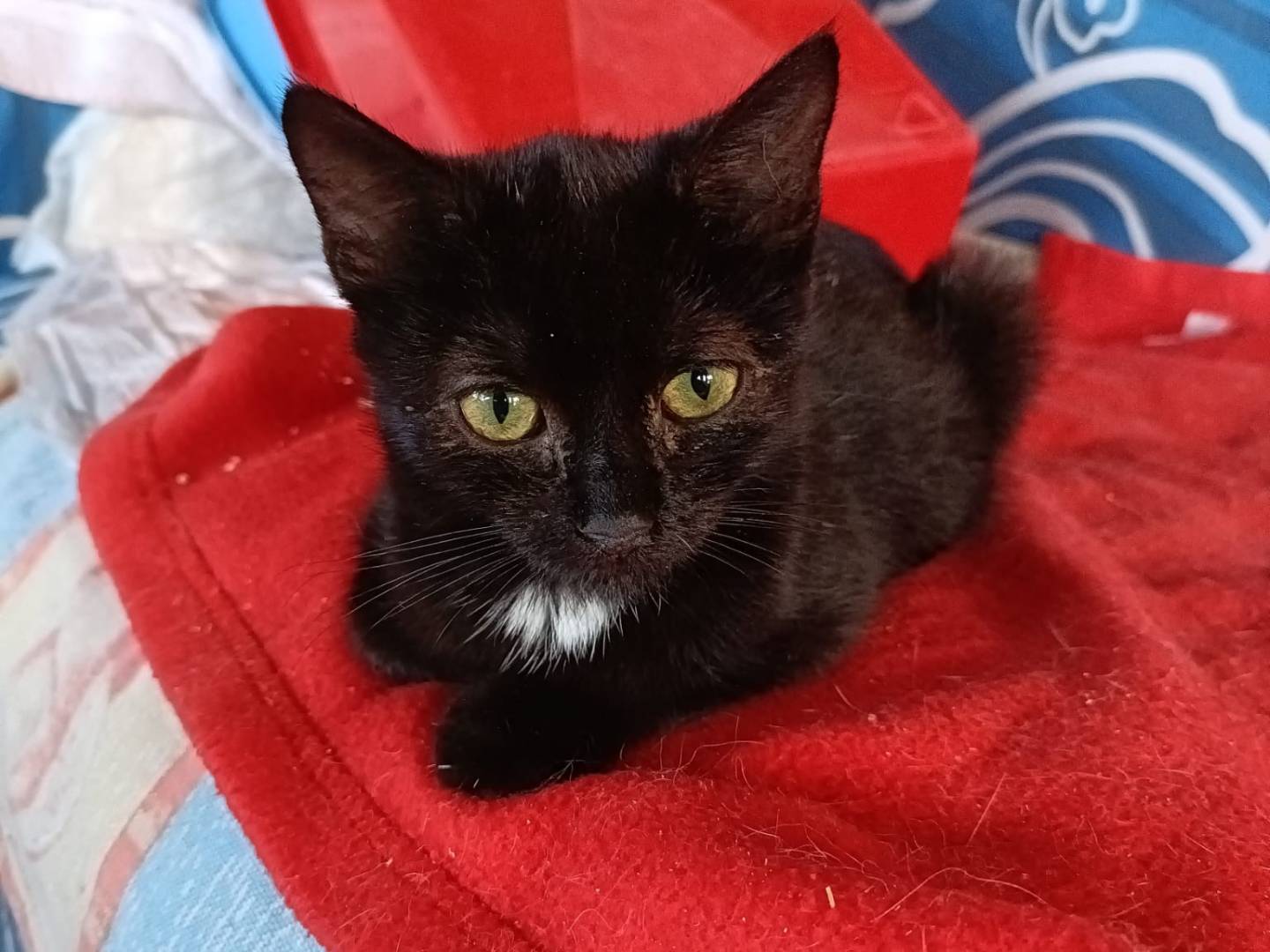 Adotta un gatto, taglia non valida, femmina, Roma