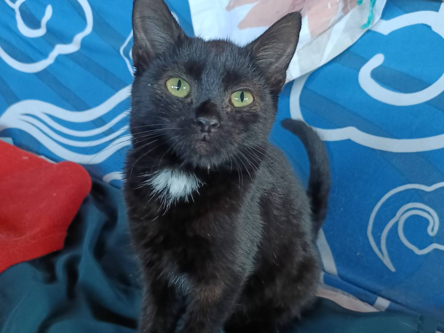 Vuoi adottare un gatto a Roma?