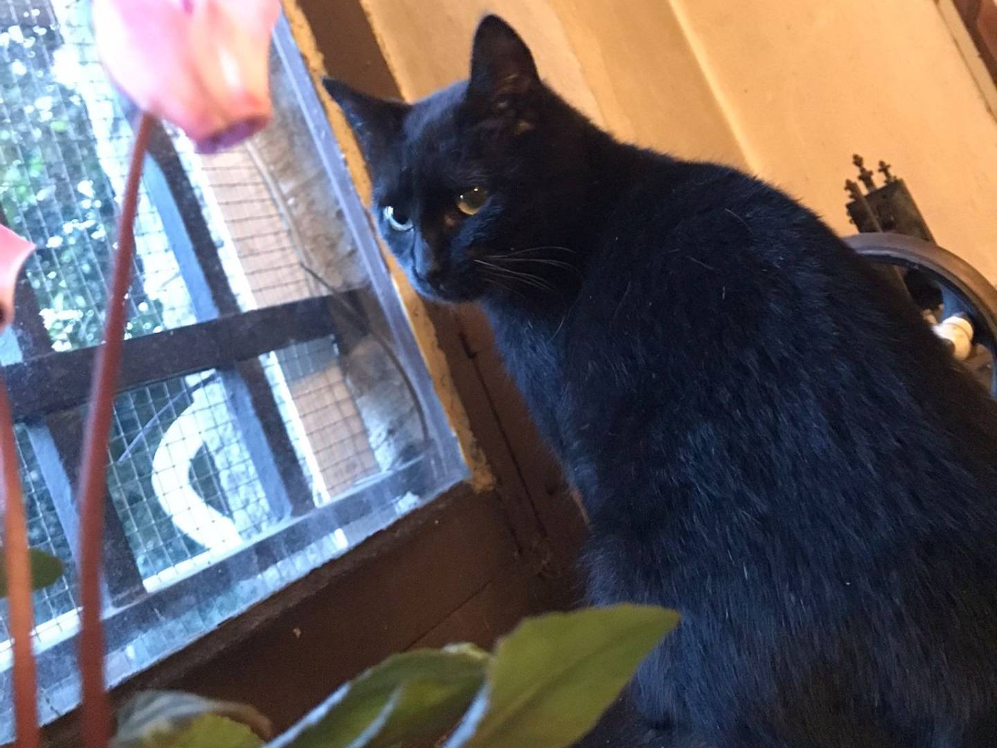 Vuoi adottare un gatto a Torino?