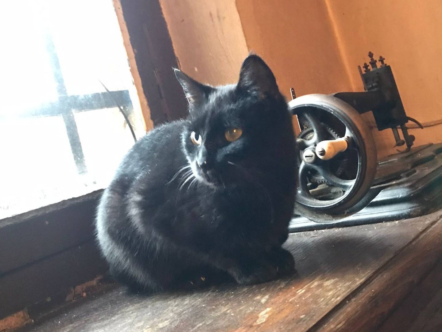 Adotta il gatto LOVE a Torino