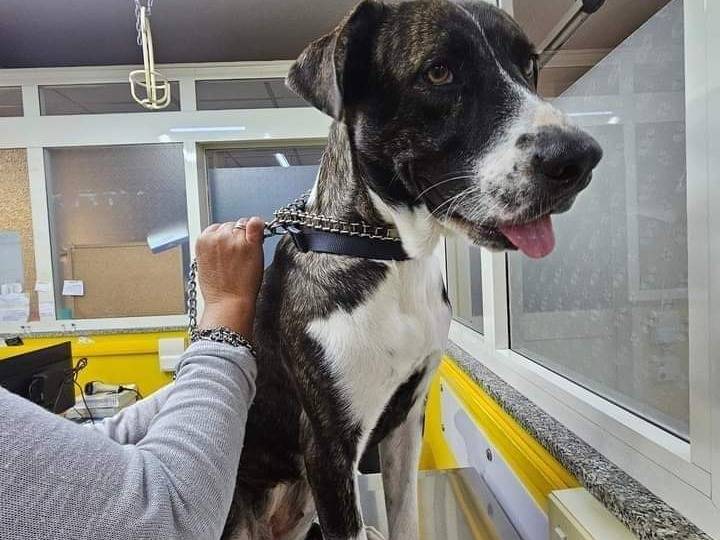 Foto dell'animale
