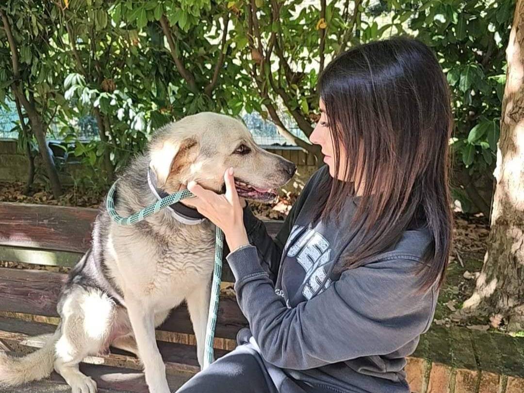 Adotta un cane, taglia media, maschio, Avellino