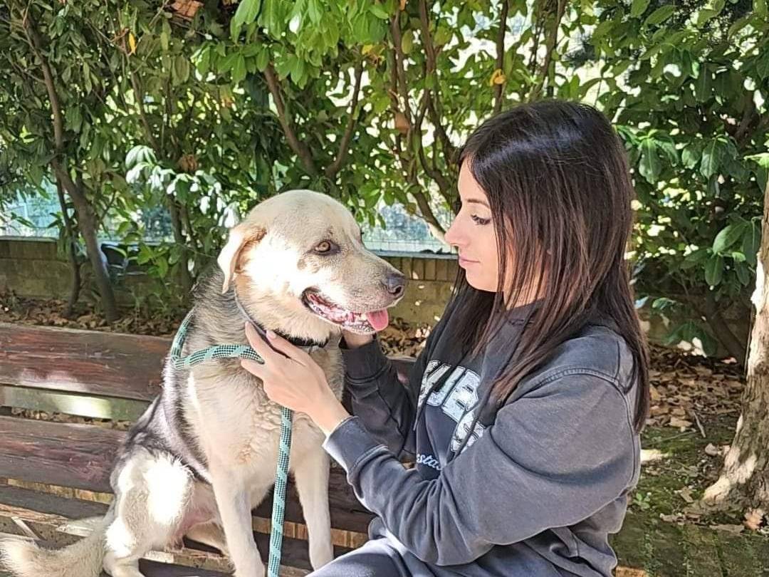 Vuoi adottare un cane a Avellino?