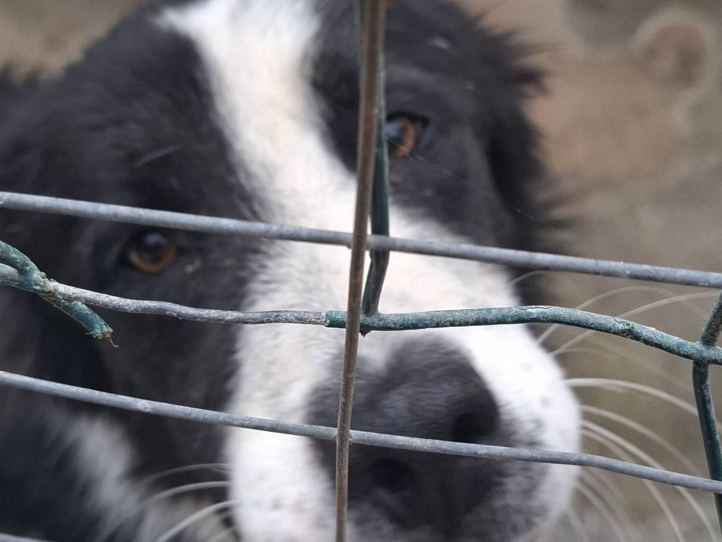 Adotta un cane, taglia media, maschio, Caserta