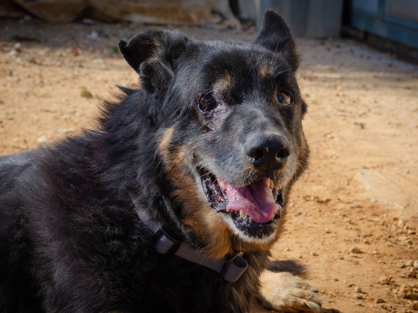 Adozione cane, maschio, Razza sconosciuta Razza sconosciuta, 11 anni e 5 mesi, taglia grande, Lecce