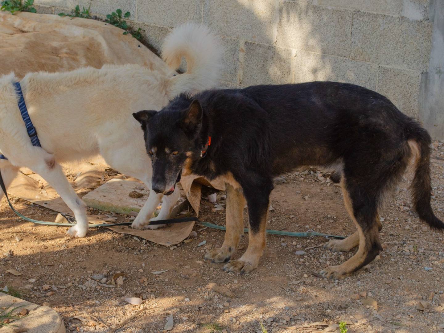 Adotta un cane, maschio, 11 anni e 5 mesi, Lecce