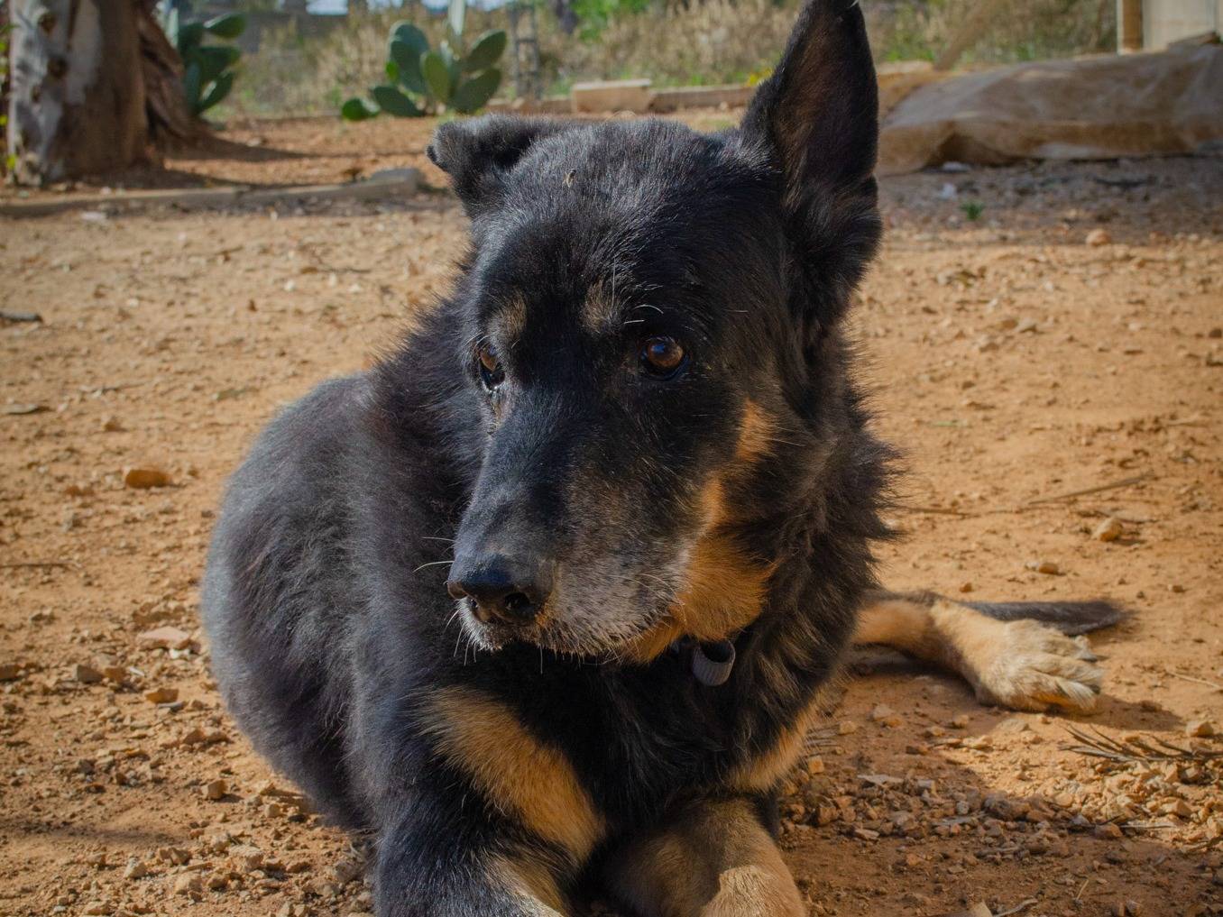 Adotta un cane, taglia grande, maschio, Lecce