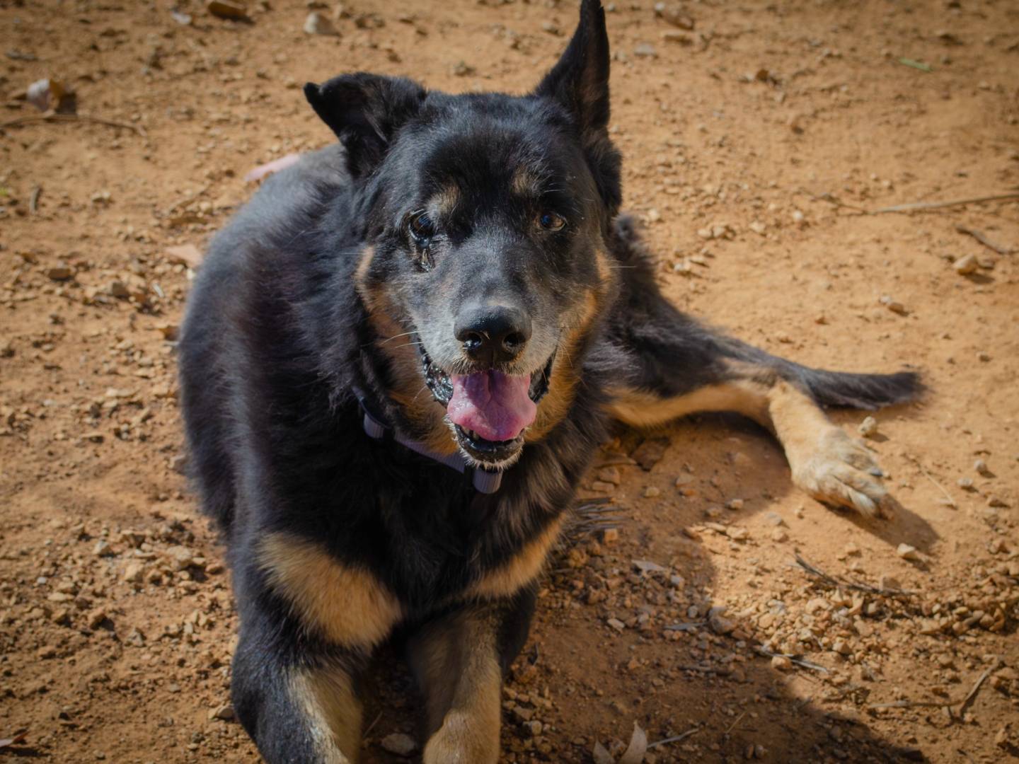Vuoi adottare un cane a Lecce?