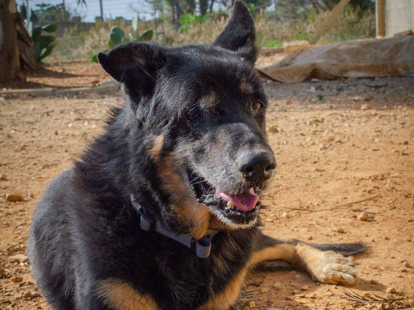 Adotta il cane Balto a Lecce