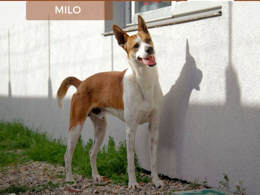 Foto dell'animale
