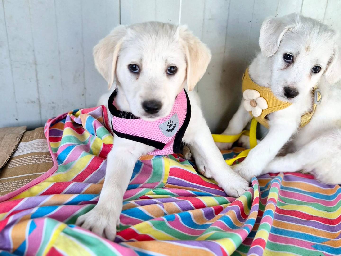 Adozione cane, femmina, Razza sconosciuta Razza sconosciuta, 11 mesi, taglia media, Potenza