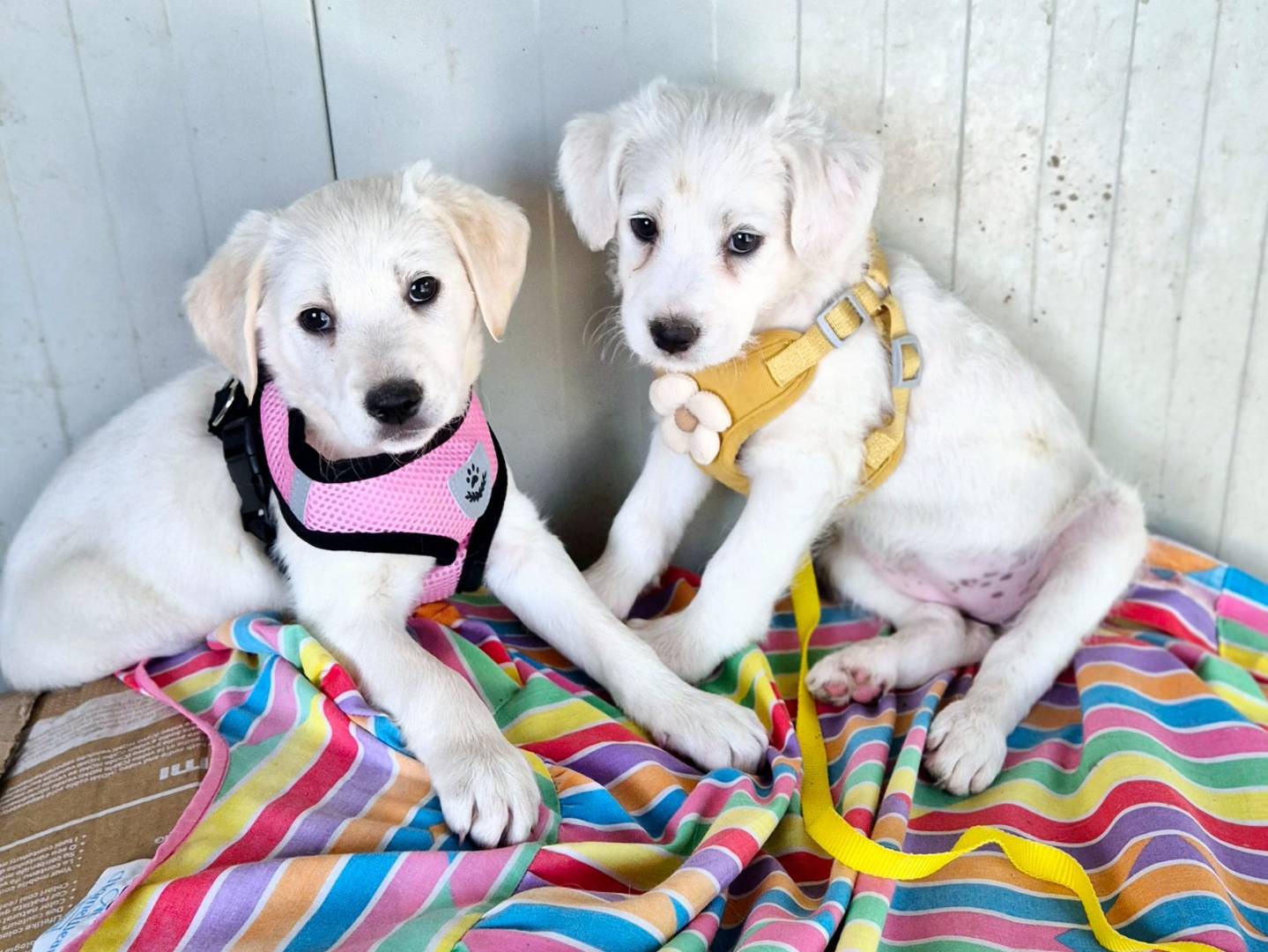 Adotta un cane, taglia media, femmina, Potenza