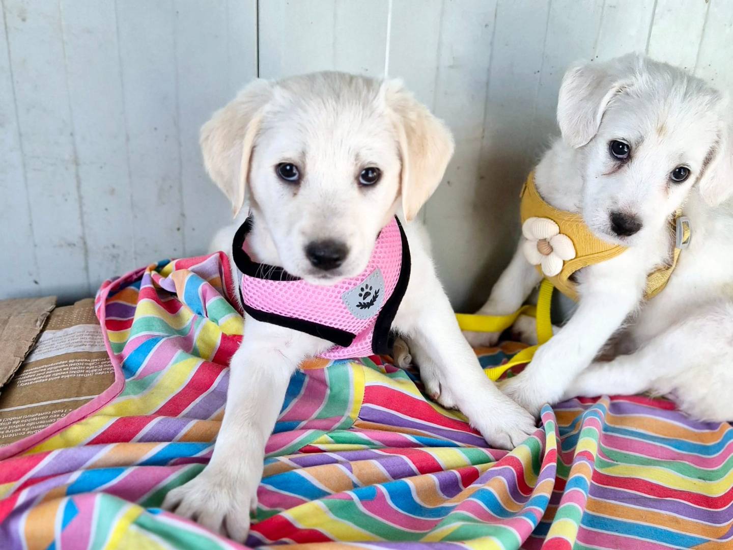 Adozione cane, femmina, Razza sconosciuta Razza sconosciuta, 1 anno, taglia media, Potenza