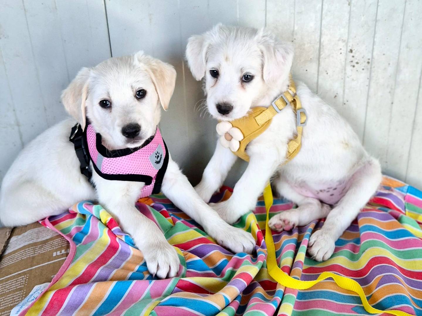 Adotta un cane, taglia media, femmina, Potenza