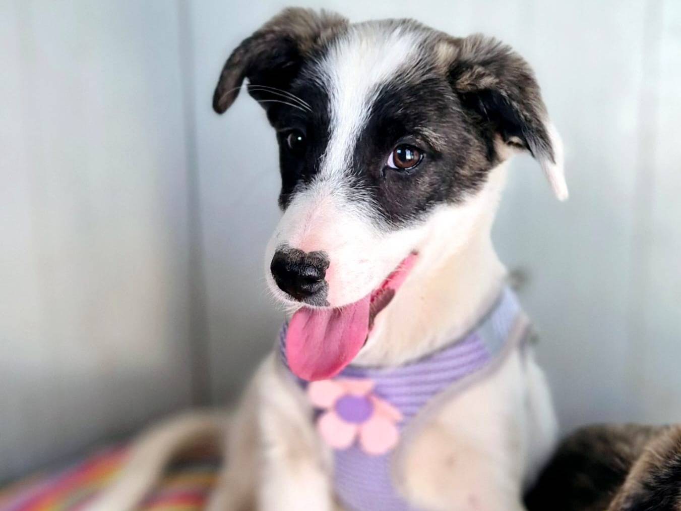 Adozione cane, femmina, Razza sconosciuta Razza sconosciuta, 1 anno, taglia media, Potenza