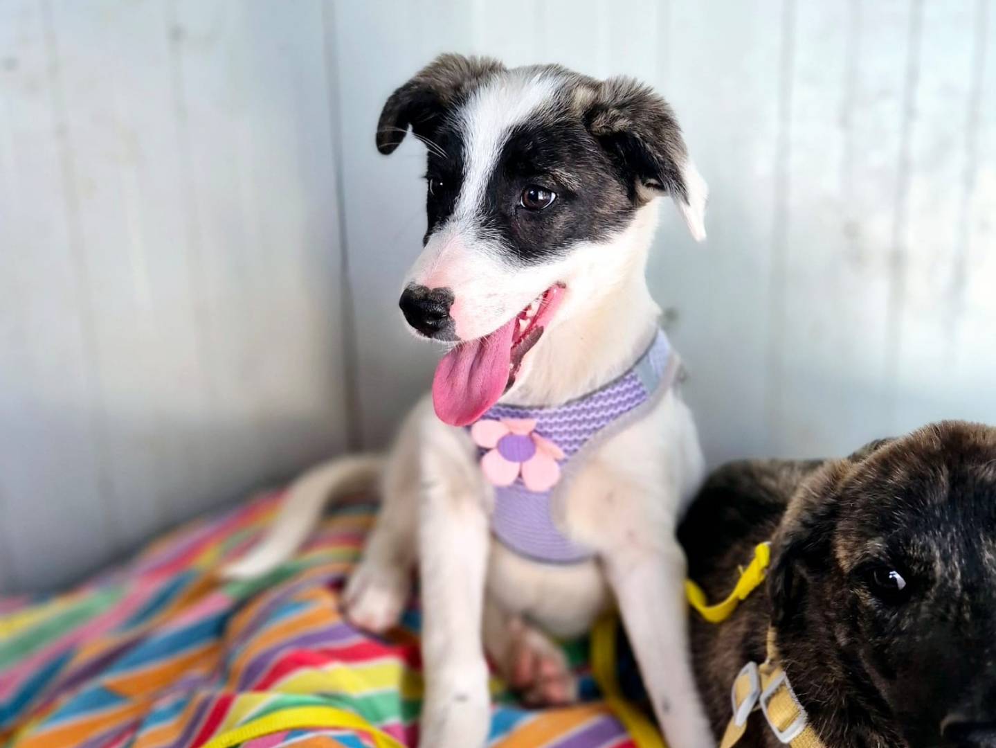 Adotta un cane, taglia media, femmina, Potenza